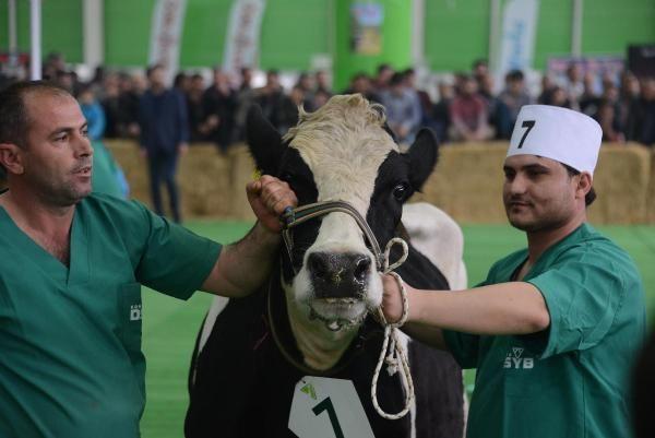 Konyada inek güzellik yarışması