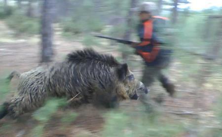 Kütahyada avcı domuzun saldırısından kıl payı kurtuldu