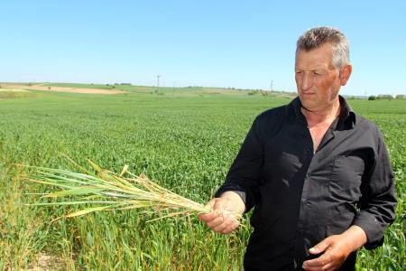 Edirnede buğday ekili tarlalarda virüs alarmı