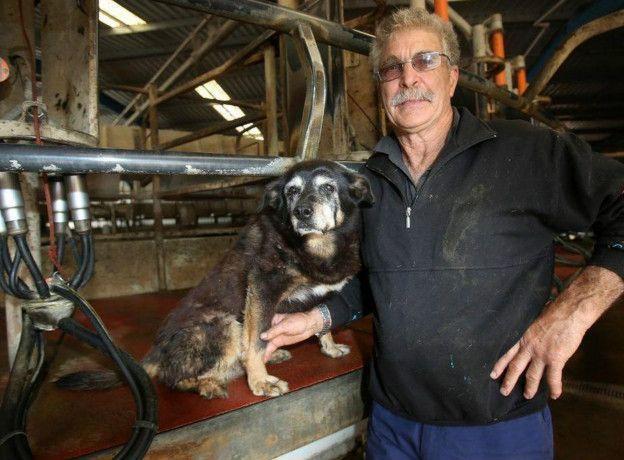 Dünyanın en yaşlı köpeği Maggie 30 yaşında öldü