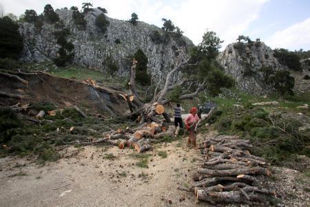 Kayak merkezi yolu için onlarca ağaç kesildi