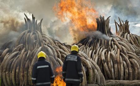 Kenya tonlarca fildişini ateşe verdi