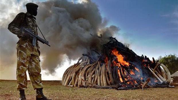 Kenya tonlarca fildişini ateşe verdi