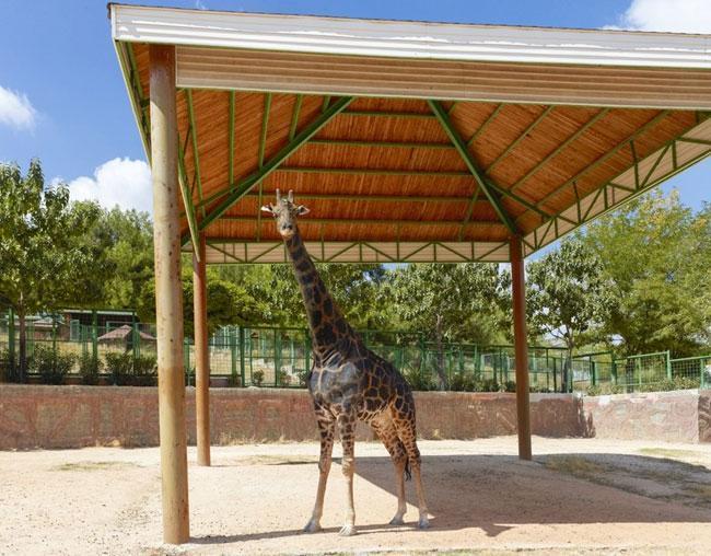 Müzmin bekar zürafa Şakir nihayet evleniyor