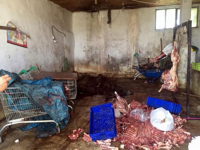 5 ton kaçak domuz eti ele geçirildi