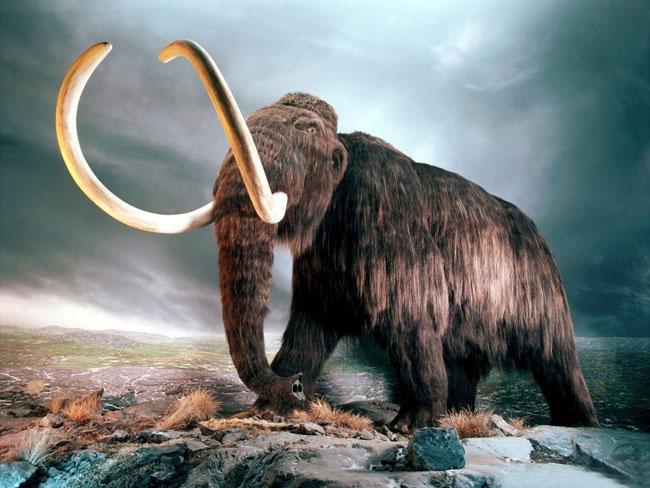 Kahramanmaraşta mamut çene kemiği bulundu