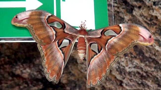 Dünyanın en büyük kelebeği Konyada yaşıyor