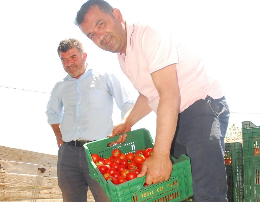 50 bin ton örtü altı domates, Rusyaya gidiyor