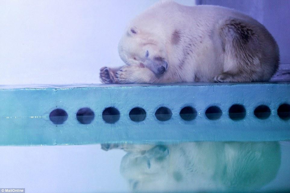 Mutsuz kutup ayısı için kampanya başlatıldı