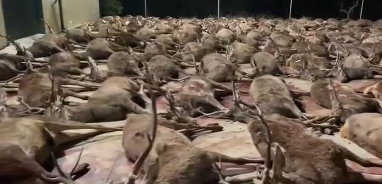 Vahşetin görüntüleri: Ticari av gününde 450 geyik ve yaban domuzu öldürüldü