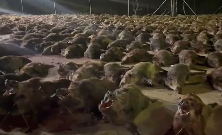 Vahşetin görüntüleri: Ticari av gününde 450 geyik ve yaban domuzu öldürüldü