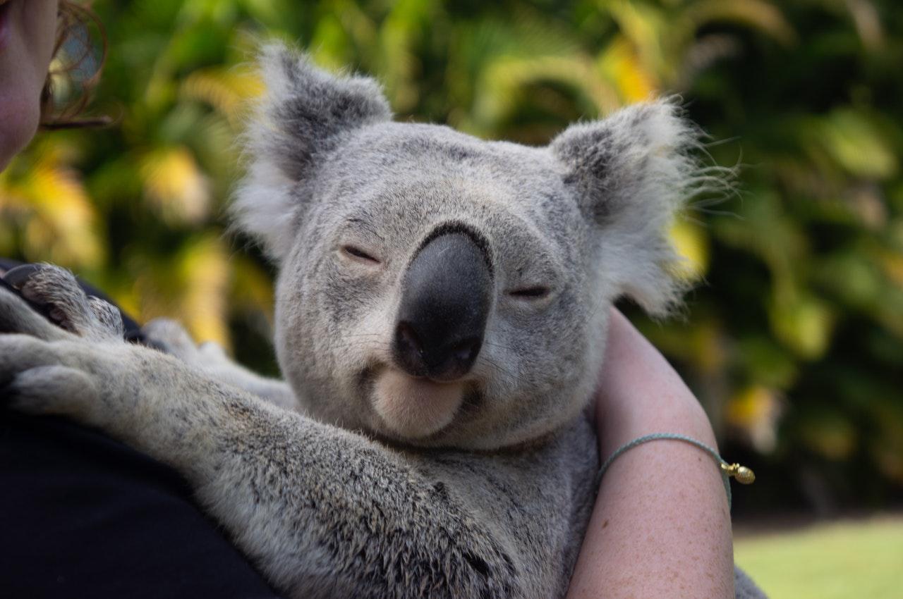 Koalaların soyu tükenme tehlikesi altına olabilir