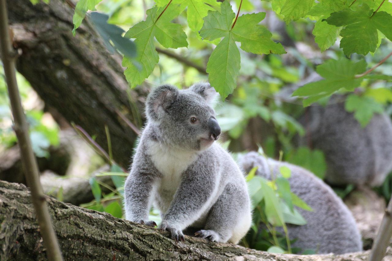 Koalaların soyu tükenme tehlikesi altına olabilir