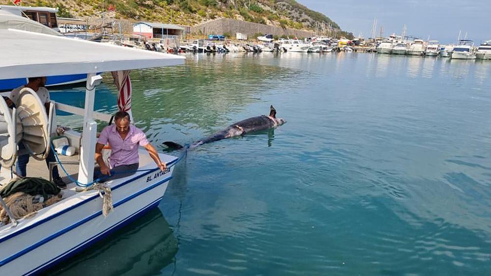 Antalya’da ilk kez görüldü Yalancı katil balina kıyıya vurdu