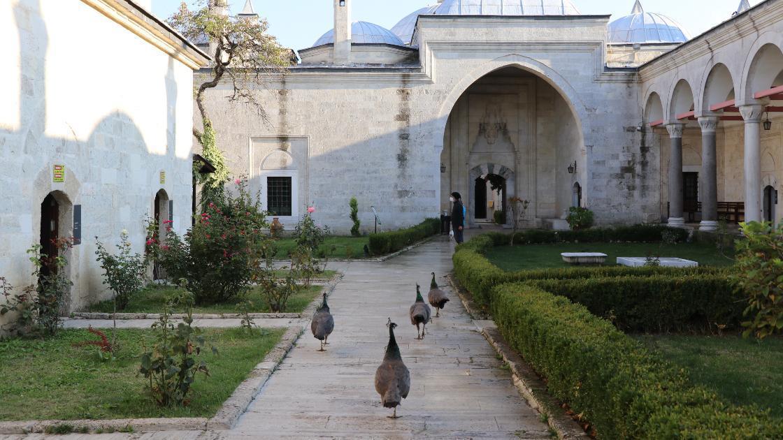 Sultan II. Bayezid Külliyesinin kayıp tavus kuşu 7 ay sonra bulundu