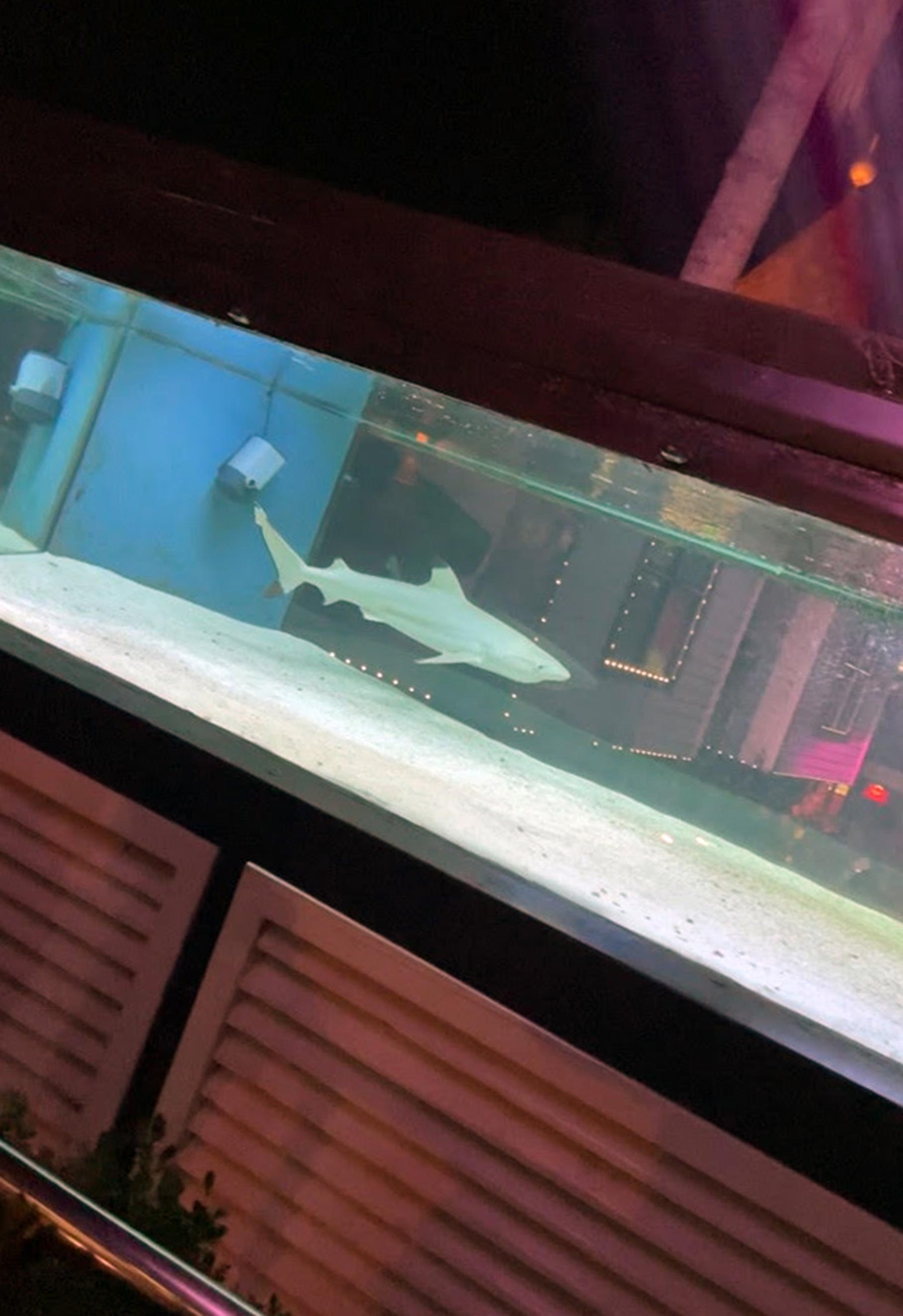 Gece kulübündeki köpek balığı hassas tür