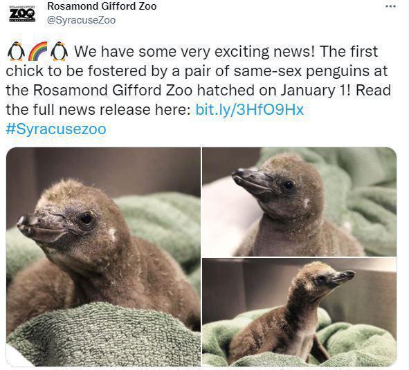 New Yorkun eşcinsel penguenleri baba oldu
