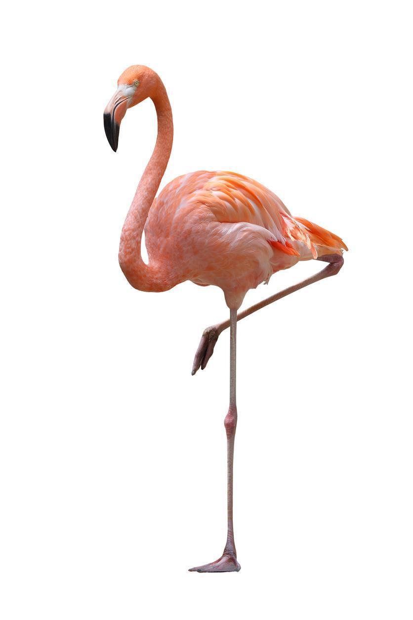 Uzun ömrün sırrı flamingo testinde