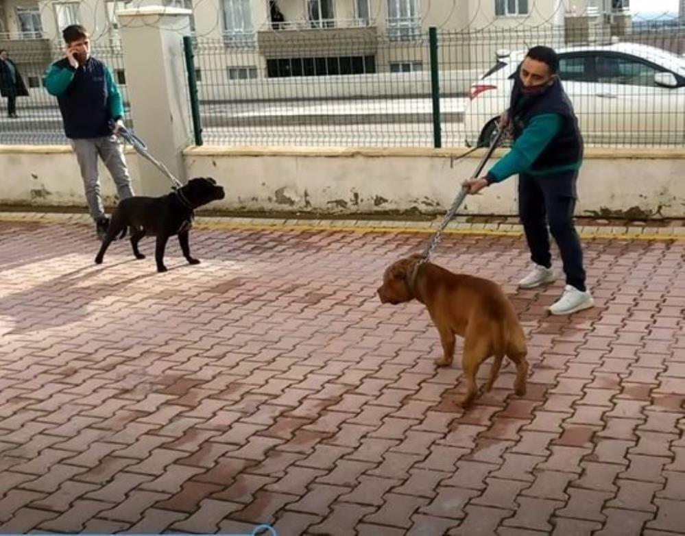Son dakika: İddianame tamamlandı Asiye’ye saldıran köpekler silah sayıldı