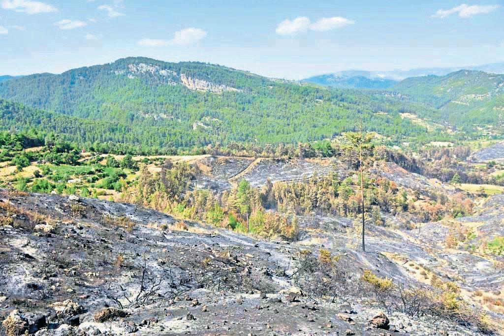 Yangın sonrası ormanlarımız ne durumda