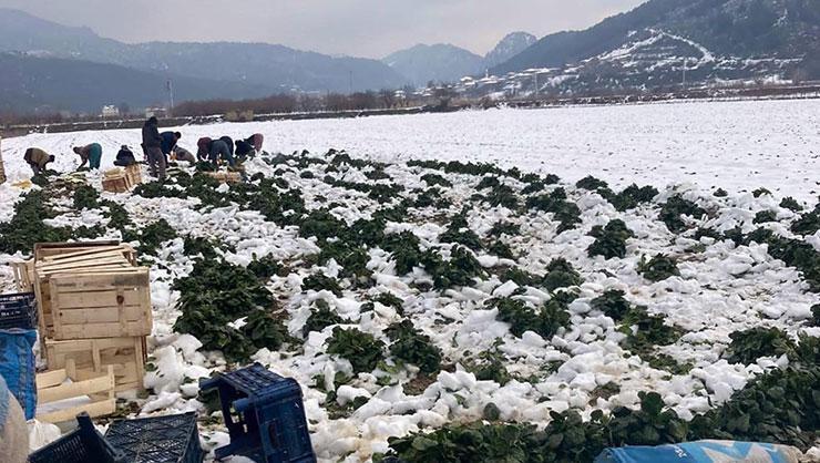 Kar yağışı çiftçileri sevindirdi Kar afet değil, berekettir