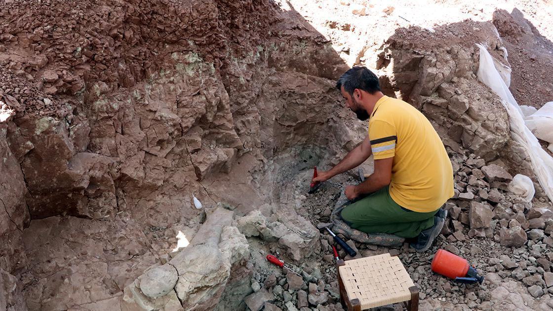 Çankırıdaki kazılarda 9 milyon yıllık fosil kemik ve fil dişleri çıkarıldı