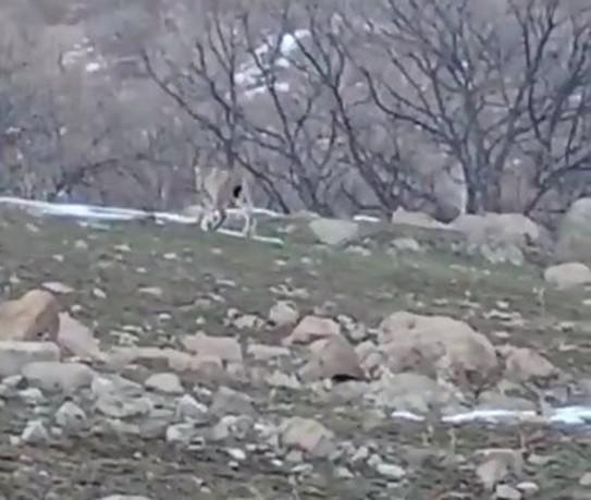 Nesli tükenme tehlikesi altında olan 2 vaşak Bingöl çevresinde görüntülendi