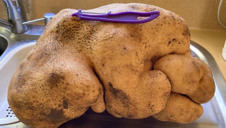 Çirkin bir mutant dediler, dev patates rekortmen çıktı