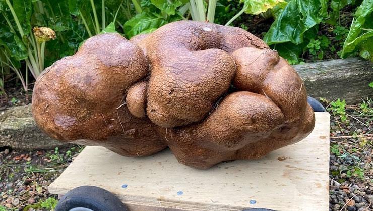 Çirkin bir mutant dediler, dev patates rekortmen çıktı