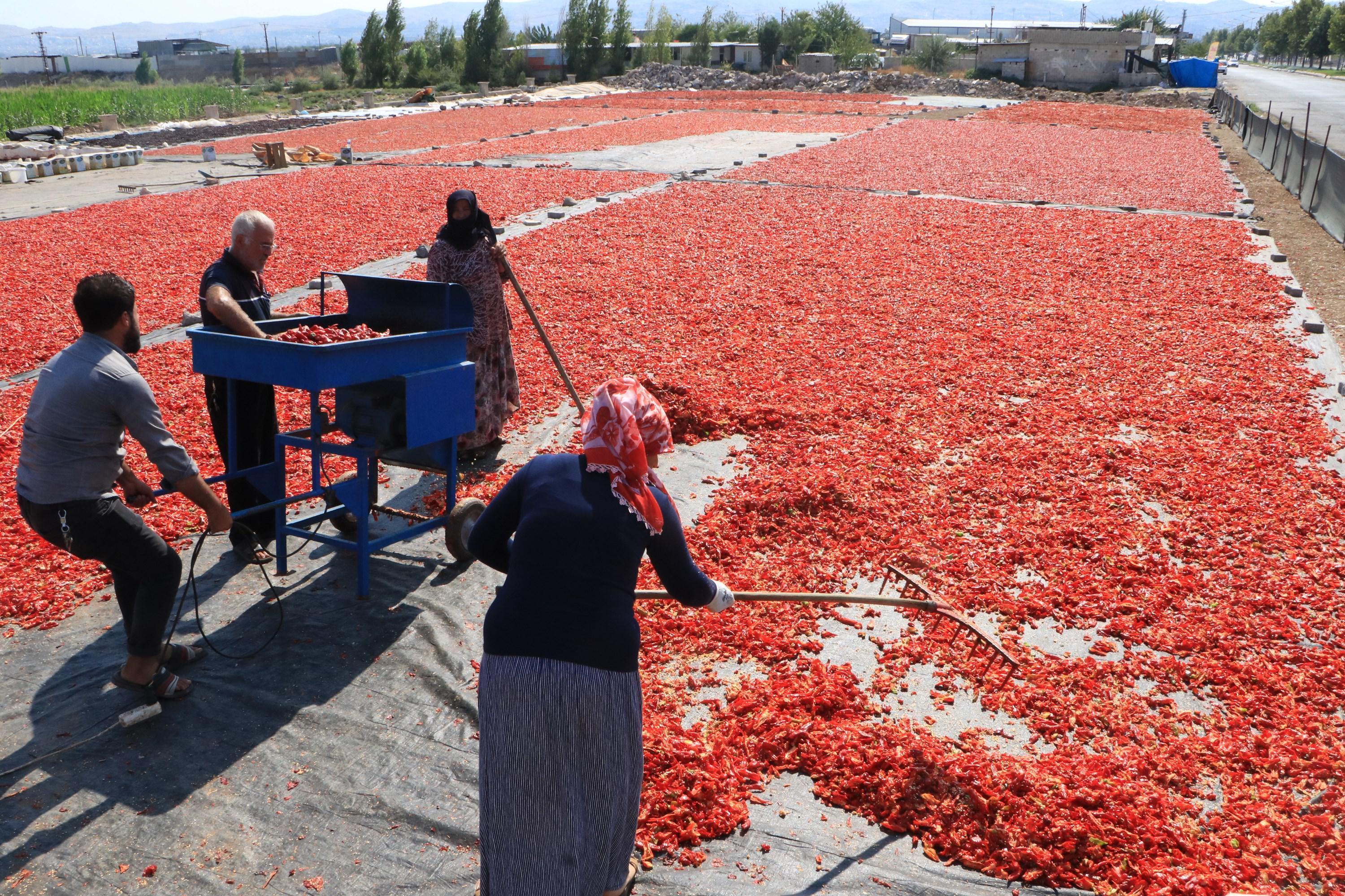 Şanlıurfada acı biber mesaisi başladı