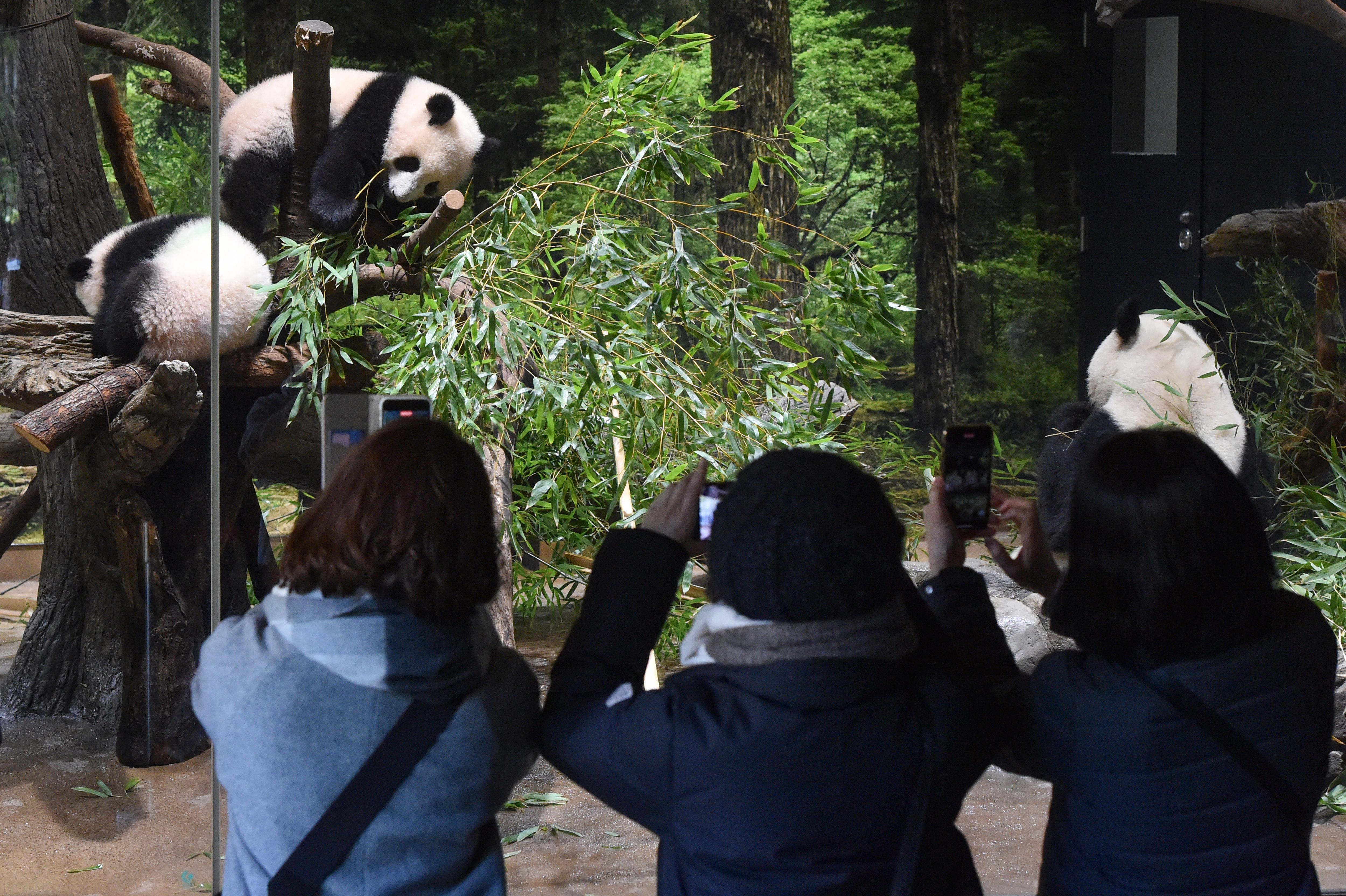 Japonya’nın ikiz pandaları ilk kez görüntülendi
