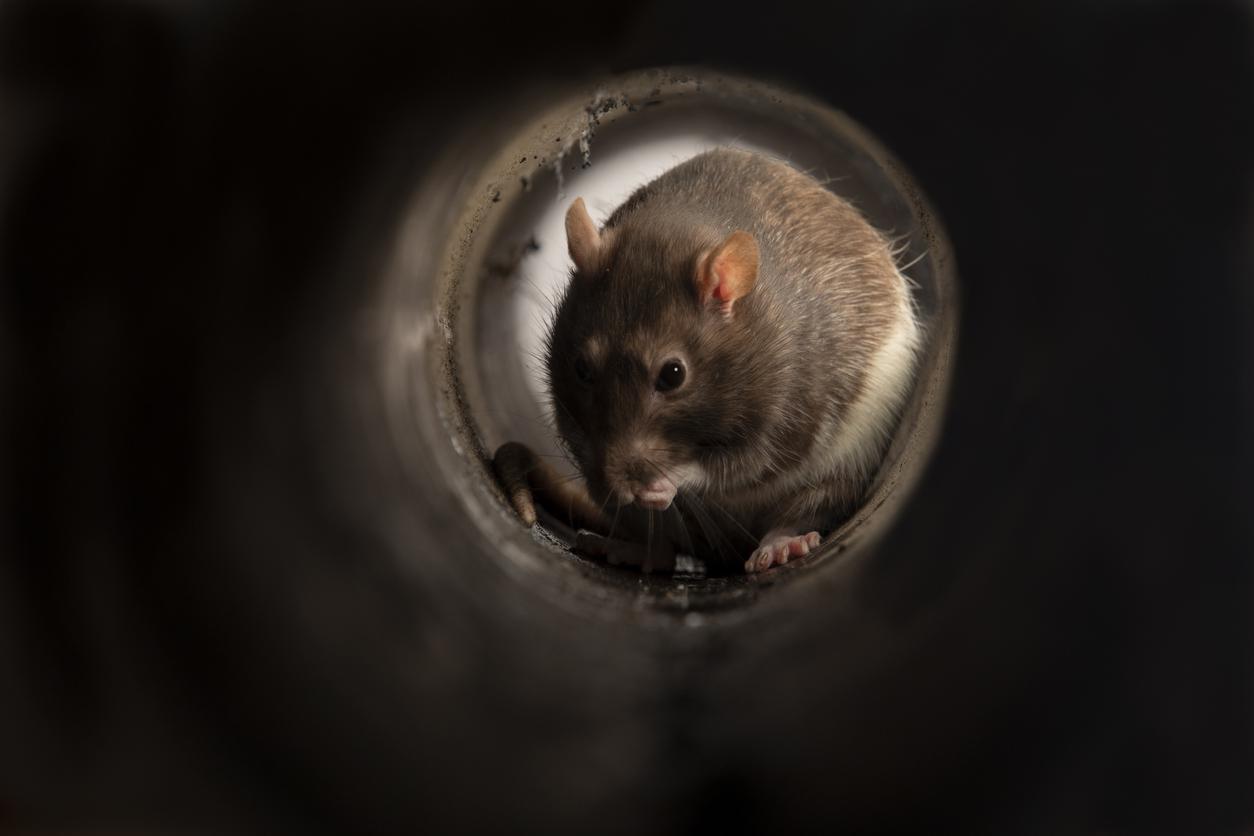İngiltere’yi dev fareler bastı Tuvaletten çıkıyorlar