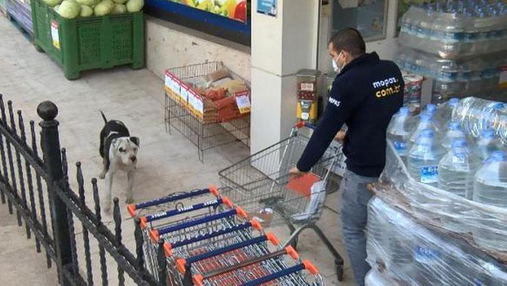 İstanbulun göbeğinde pitbull paniği Gördüğü her canlıya saldırdı