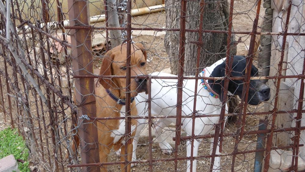 Husumetli aileler köpek yüzünden birbirine girdi 1 kişi ağır yaralandı