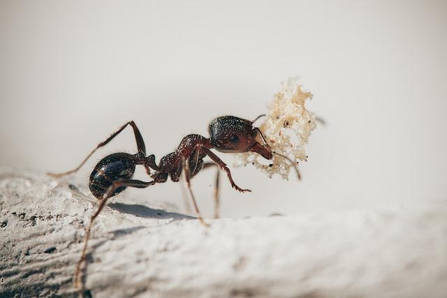 Falda karınca görmek ne demek? Kahve falında karınca şekli ne anlama