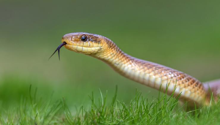 Rüyada zararsız yılan görmek ne anlama gelir? Rüyada zararsız yılan