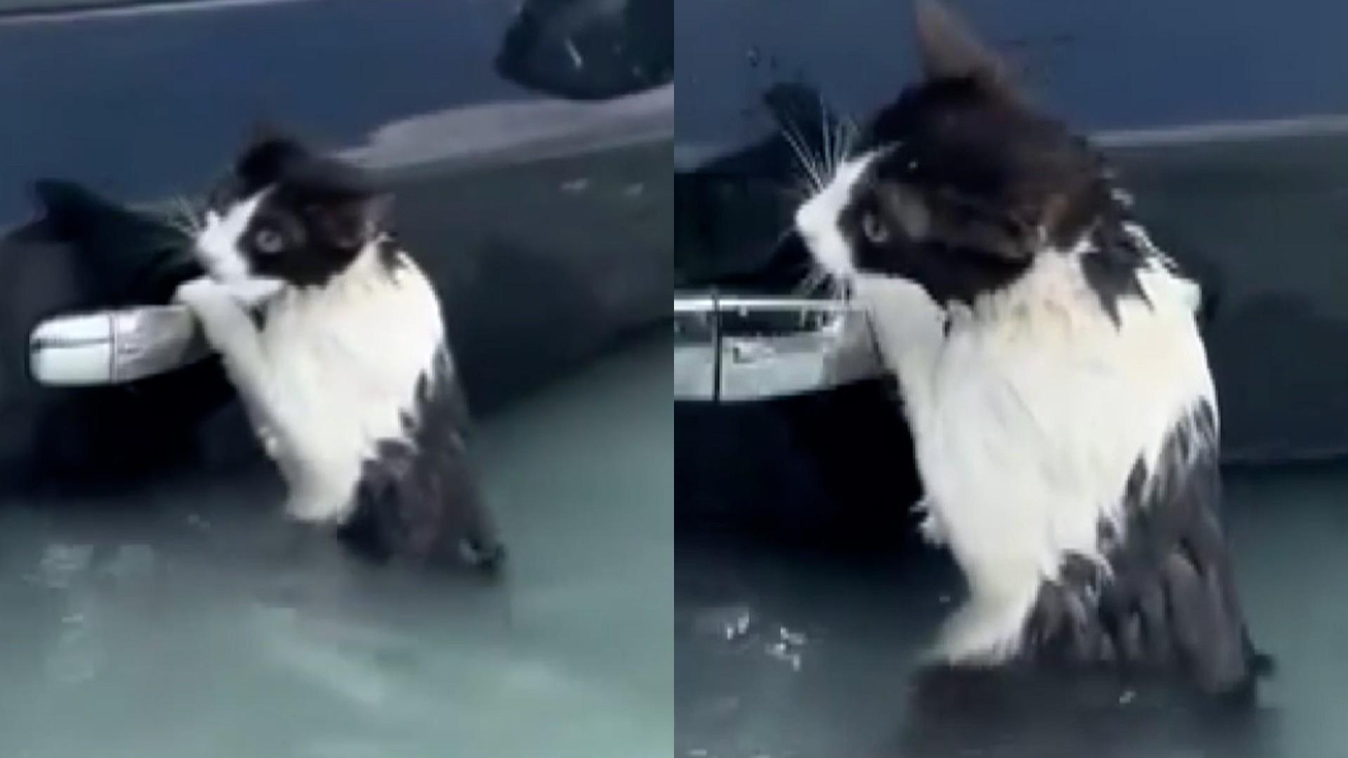 Dubai'de selde mahsur kalan kedi arabanın kapı koluna tutunarak yardım bekledi