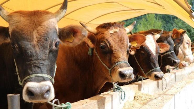 Kurban Bayramı yaklaşıyor! Kurbanlık hisse fiyatları açıklandı