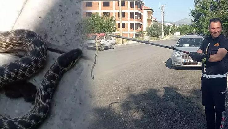 Kentlerde alarm! Yılanlar her yeri sardı