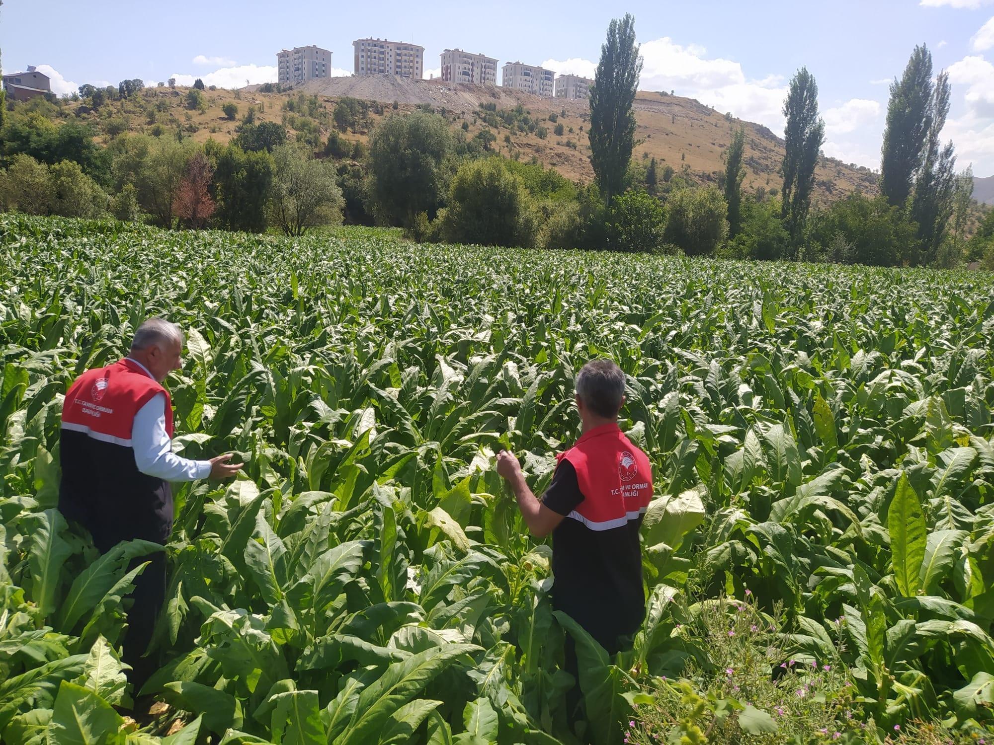 Adıyaman'da dolu yağışından zarar gören arazilerde inceleme