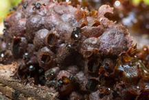 Propolis nedir? Propolisin faydaları nelerdir?