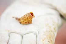 Propolisin faydaları nelerdir?