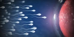 Sperm hakkında 7 ilginç bilgi