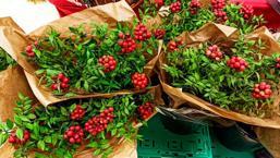 Kokina nedir? Yılbaşı çiçeği kokina nasıl yapılır?