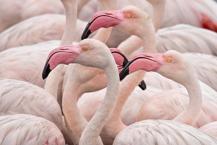 Flamingo kuşu özellikleri: Flamingo kuşu nerede yaşar? Nasıl beslenir ve avlanır? Flamingo kuşu yenir mi?