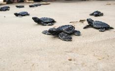 İklim değişikliği caretta carettaları da etkiledi