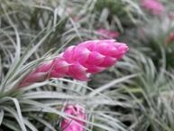 Tillandsia çiçeği nasıl bakılır, nasıl sulanır? Hava çiçeği (Tillandsia Bitkisi) renk değiştirir mi?