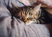 Kedi ve köpekler kanser olur mu?