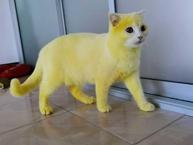 Kedisini tedavi etmek isterken Pikachu'ya çevirdi