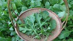 Organik rokalar dikmenin tam mevsimi! Saksı da roka nasıl yetiştirilir?